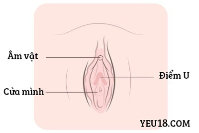 Kích thích điểm U