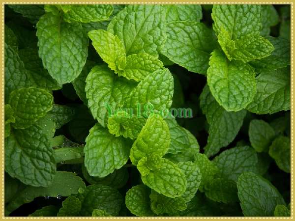 Nghiền là bạc hà và đắp lên vùng lông mu bị bạc