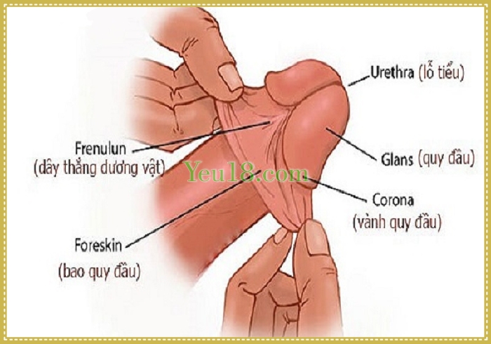 Đầu dương vật là nơi chứa nhiều dây thần kinh và là nơi nhậy cảm nhấy của đàn ông