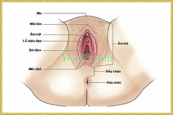 Mồng đốc - Hột le. Vị trí của nó