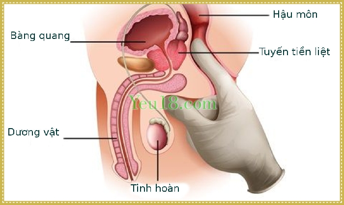 Tuyến tiền liệt