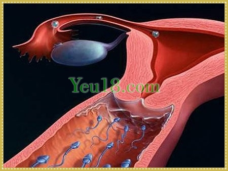 Quá trình thụ thai